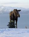 Alaska Adventure Cabins