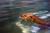North Carolina Aquarium at Pine Knoll Shores::Ncaquariums