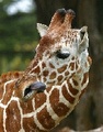 San Francisco Zoo::Yahoo! Travel