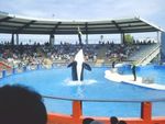 Tn-300px-miamiseaquariumlolita
