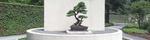 Pacific Rim Bonsai Collection