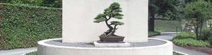 Pacific Rim Bonsai Collection::Home & Abroad