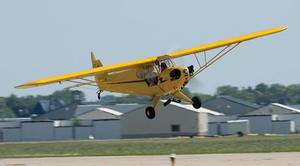 Web-piper_cub