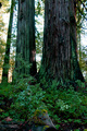 Reynolds Wayside Campground