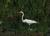 Horicon Marsh - Little Everglades of the North from Farm4.static.flickr.com