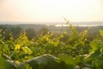 Chateau Chantal::TripAdvisor