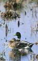Tn-mallards