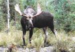 Gorham Moose Tours