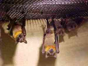 Web-rays-bat22