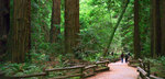 Muir Woods National Monument