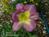 The Fig Tree::BedAndBreakfast.com