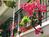 Best Western Cabrillo Garden Inn from Orbitz