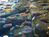 Holiday Inn Express Suites Buckhead::Orbitz