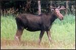 MWV Moose Bus Tours, LLC