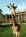 Disney's Animal Kingdom Lodge::Hotels.com