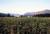 Skamania Lodge::Priceline.com