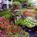 Holiday Inn Naples::Priceline.com