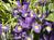 Abella Garden Inn Bed and Breakfast::BedAndBreakfast.com