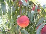 Chiles Peach Orchard