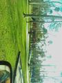 Big Tree Park