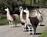 Best Western Canyonville Inn::Expedia