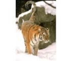 Brookfield Zoological Park