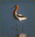 Tn-avocet