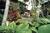 Kona Islander Inn Hotel::Yahoo! Travel