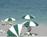 Jupiter Beach Resort::Orbitz