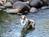 Sequoia River Dance Bed and Breakfast::BedAndBreakfast.com
