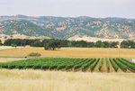 Wilson Vineyards