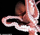 Tn-octopusj1