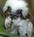 Brookfield Zoo::Brookfield zoo