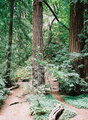 Tn-camp-redwoods