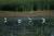 Horicon Marsh - Little Everglades of the North from Farm2.static.flickr.com