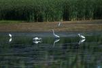 Horicon Marsh - Little Everglades of the North