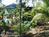 Art and Orchids::BedAndBreakfast.com