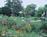 E.J. Bowman House, A Bed and Breakfast::BedAndBreakfast.com