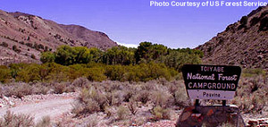 Web-peavine-picture