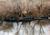 Paynes Prairie State Preserve::TripAdvisor