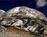 Adobe and Stars Bed and Breakfast Inn::BedAndBreakfast.com