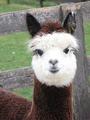 Infinity Acres Alpaca Farm & Petting Ranch
