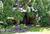Volcano Garden Arts::BedAndBreakfast.com
