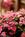 Tickle Pink Inn::BedAndBreakfast.com