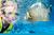 Discovery Cove::Discovery Cove website