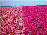 Tn-carlsbad_about