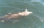 TRADEWINDS CHARTERS::Coastalguidebooks.com