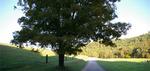 Green Ridge State Forest