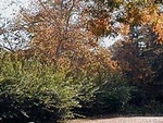 UC Davis Arboretum