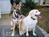 The Quarter Horse Inn::BedAndBreakfast.com